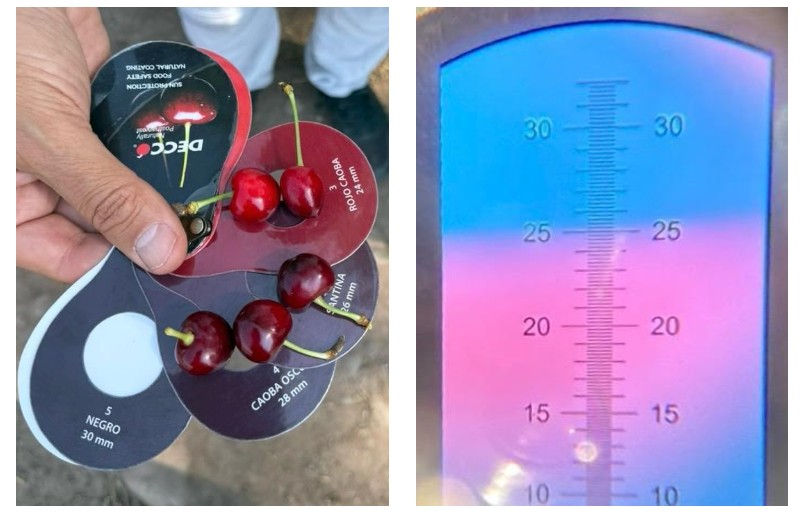 Proyecto de cerezas ultratempranas en Argentina comienza a mostrar resultados cada vez más concretos 2 Proyecto de cerezas ultratempranas en Argentina comienza a mostrar resultados cada vez más concretos