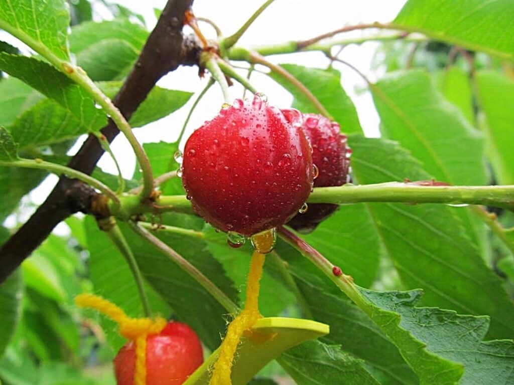 Las claves para reducir la partidura en cerezas por lluvias
