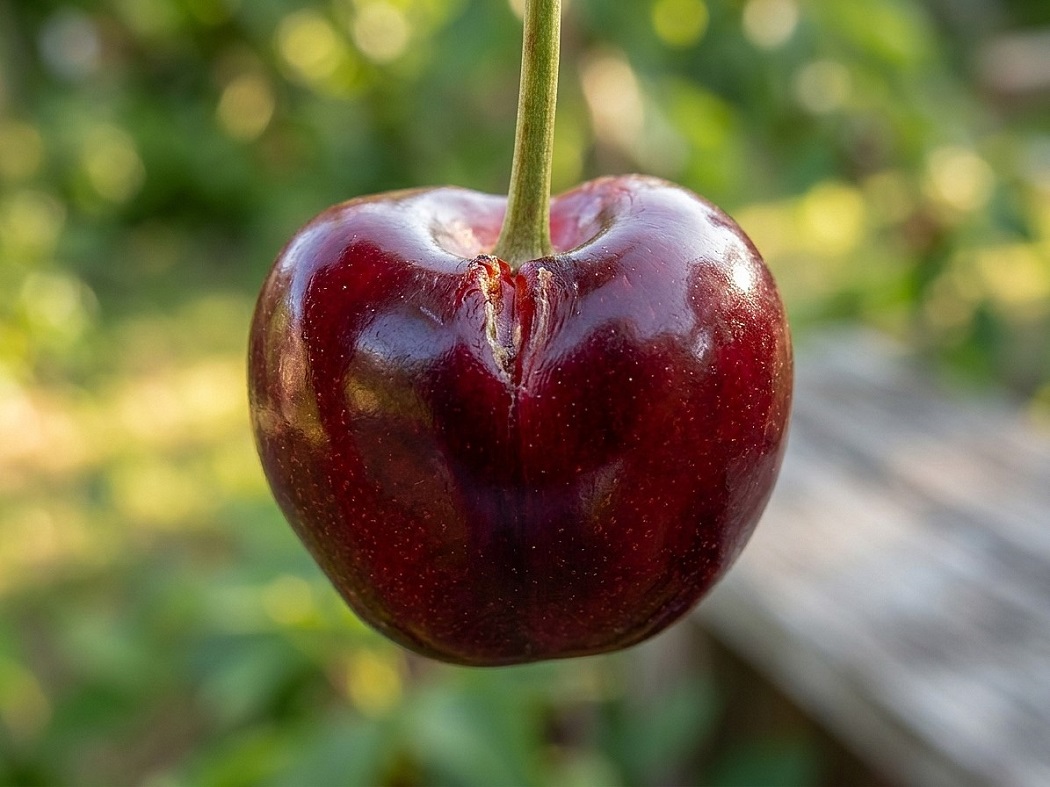 Las claves para reducir la partidura en cerezas por lluvias 1 Cerezas afectadas por la lluvia