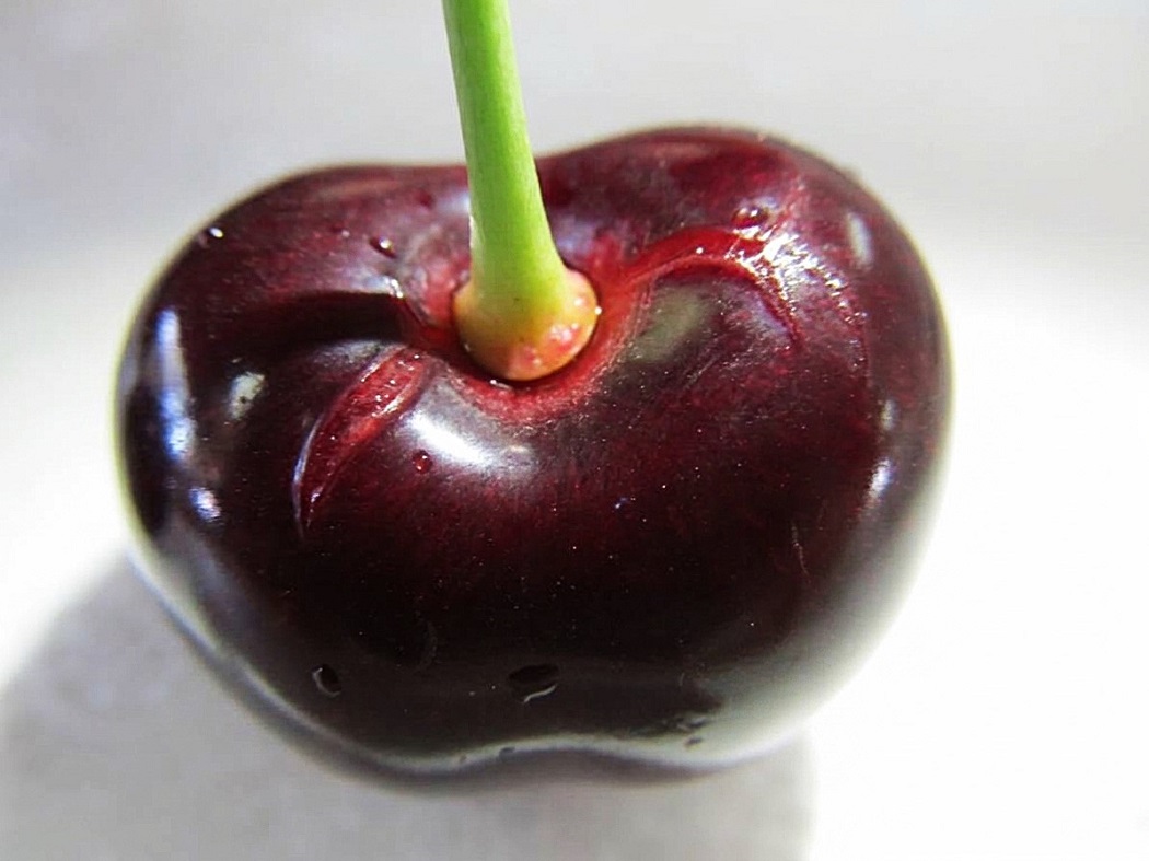 Las claves para reducir la partidura en cerezas por lluvias 2 Daño en la cutícula