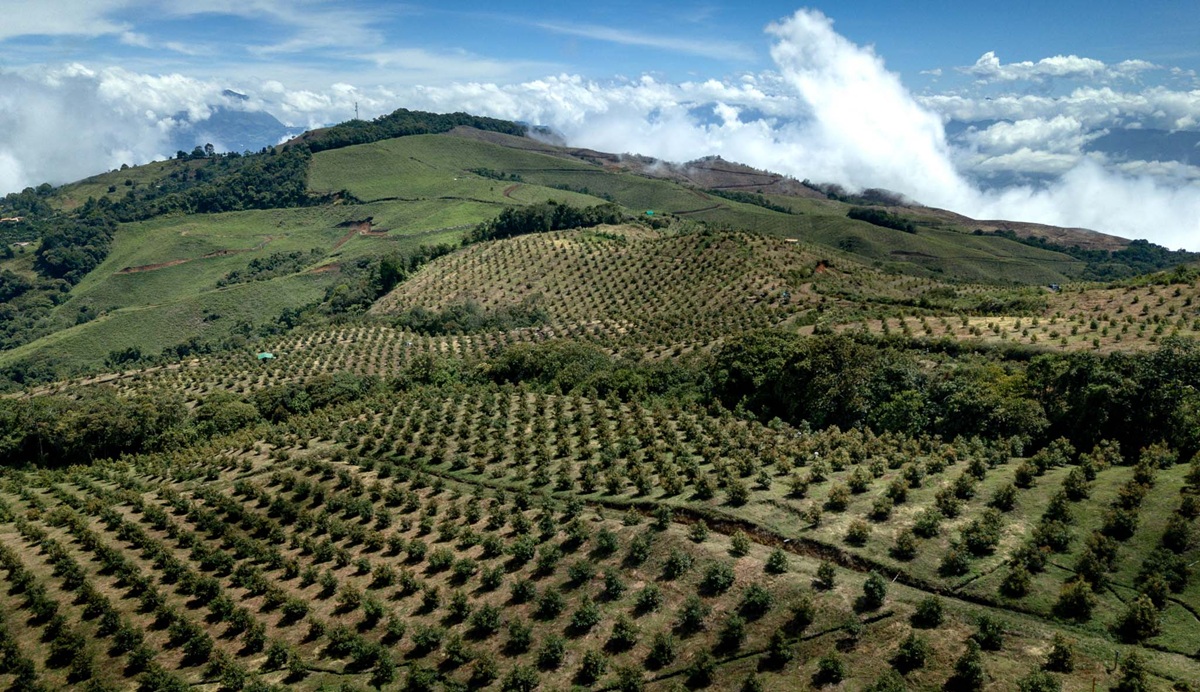 Colombia consolida expansión del aguacate Hass y prepara nueva etapa de crecimiento