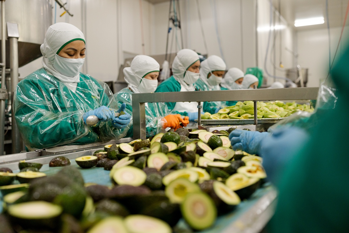 Colombia consolida expansión del aguacate Hass y prepara nueva etapa de crecimiento 1 Colombia amplía superficie de aguacate Hass y pone el foco en productividad hacia 2027
