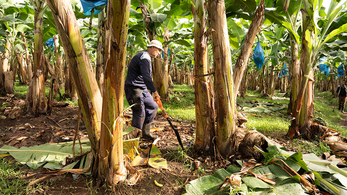 CORBANA recomienda aumentar el precio mínimo de la caja de banano respecto a 2025 1 Producción de banano de Costa Rica