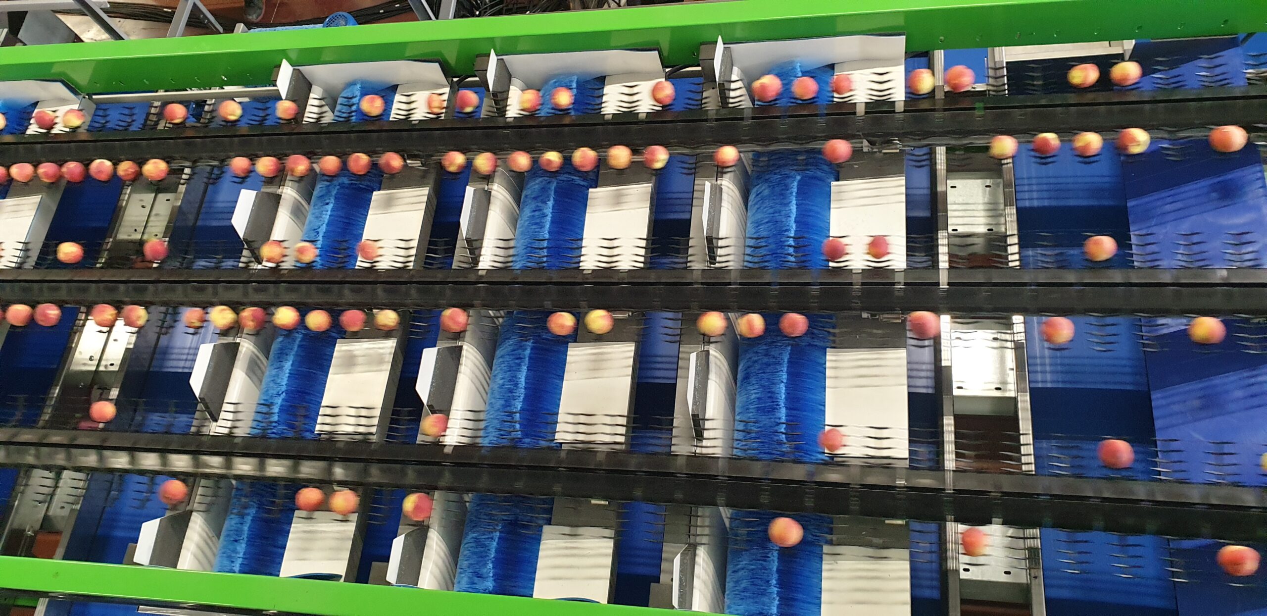La IA abre paso a una nueva etapa en el control de calidad de la fruta de carozo 1 Fruta de carozo - Maf Roda