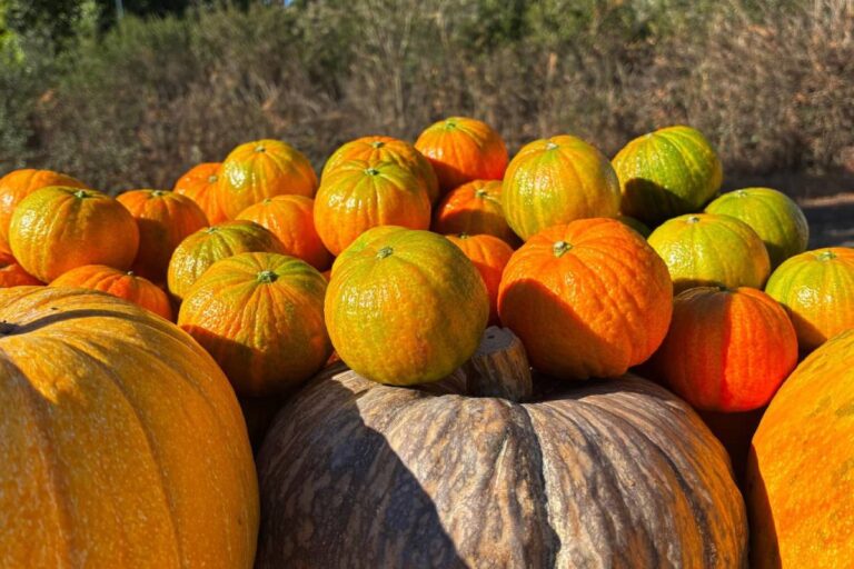 HALLOWEENA vuelve en su cuarta temporada con nuevos mercados, nuevos formatos y oportunidades de crecimiento 3 HALLOWEENA™ farm