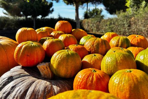 HALLOWEENA vuelve en su cuarta temporada con nuevos mercados, nuevos formatos y oportunidades de crecimiento