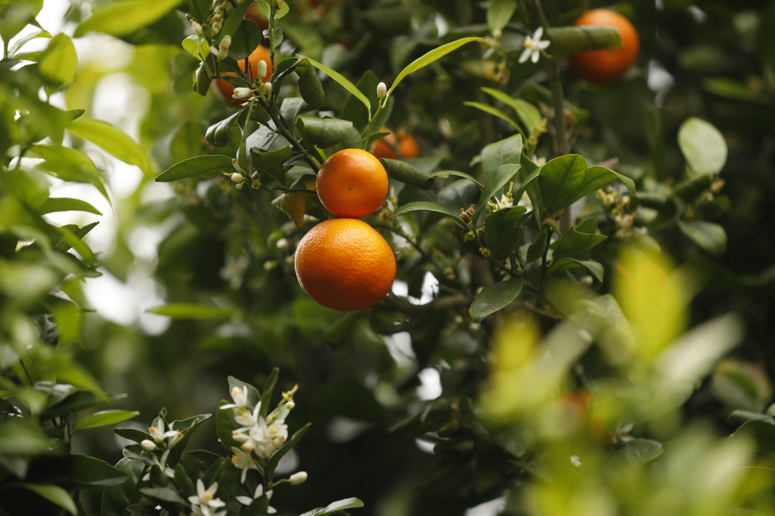 Los desafíos del calor y las amenazas sanitarias que enfrentan los cítricos chilenos 2 Cultivo de cítricos en Chile