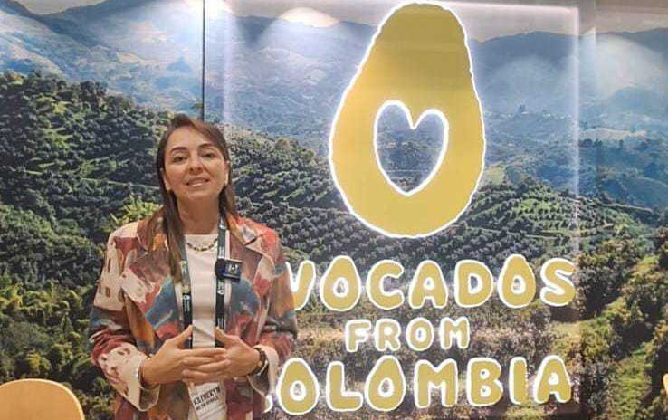 Exportaciones de aguacate Hass colombiano caen un 42%
