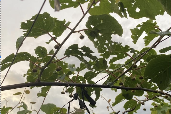 Chile: Vuelven las lluvias y expertos evalúan daños, se mantienen atentos 1 Kiwi lluvias zona central