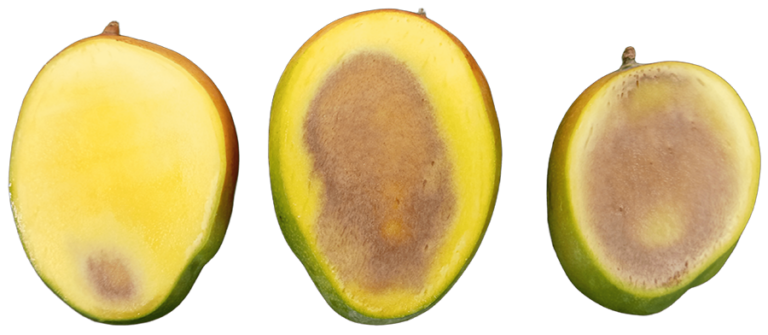 Pardeamiento del mango es por exposición al frío, confirma Embrapa 1 Mango pulpa