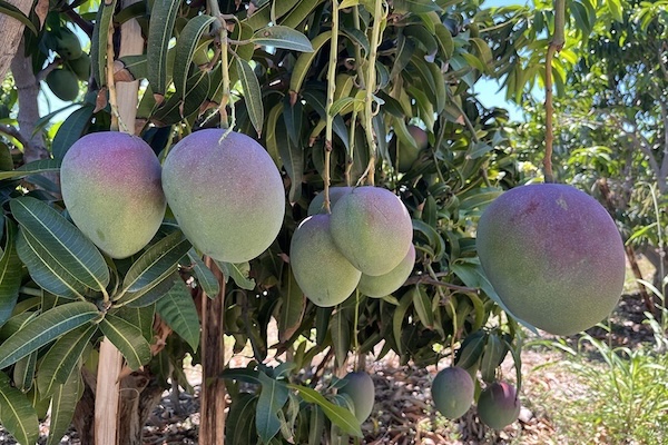 Pardeamiento del mango es por exposición al frío, confirma Embrapa 2 Producción de mango.