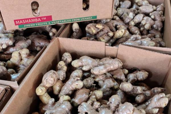 La segunda generación de exportadores de frutas y hortalizas de África está redibujando el mapa 2 La segunda generación de exportadores de frutas y hortalizas de África está redibujando el mapa