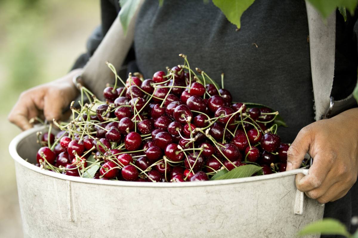El noroeste de Estados Unidos cierra su temporada de cerezas con volúmenes por debajo de las estimaciones iniciales
