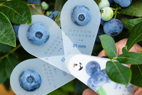 Nueva variedad de arándanos presentada por Oregon Blueberry 
