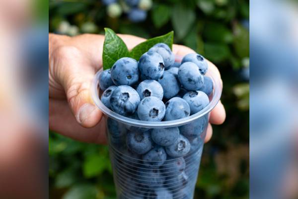 OBG-Belair, nueva variedad de arándanos  