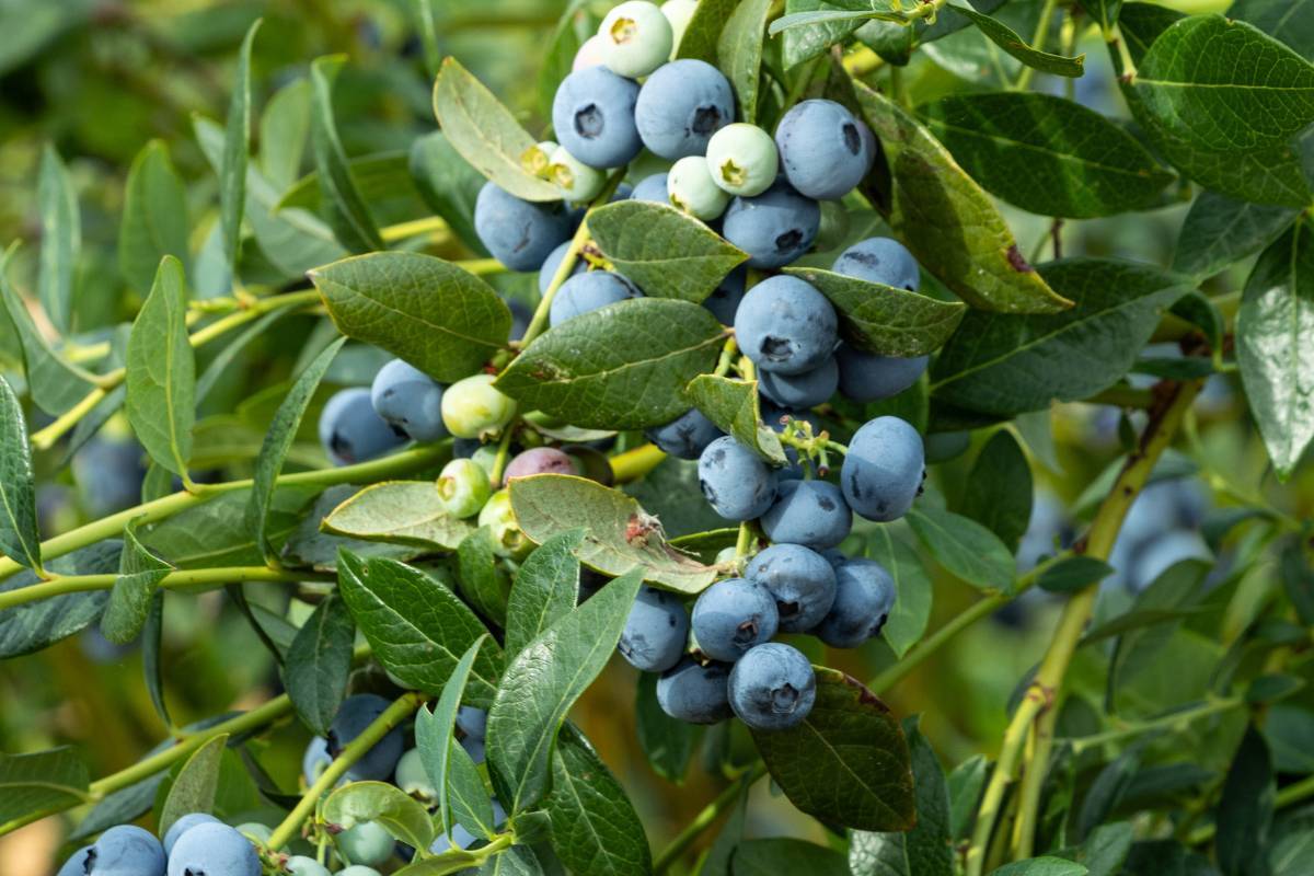 OBG-Belair: la nueva variedad de arándanos presentada por Oregon Blueberry