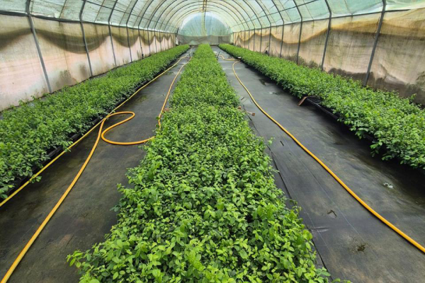 Grupo Hijuelas y Les Domaines Agricoles crean Frutivar para impulsar la producción de plantas en Marruecos
