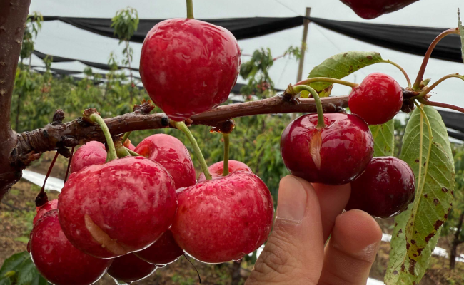 Chile: lluvias generan partidura en cerezas tempranas y abren nuevos riesgos para la temporada en la zona central 2 Registro de daños en la fruta por precipitaciones en el norte de Chile