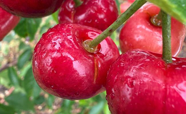 Chile: lluvias generan partidura en cerezas tempranas y abren nuevos riesgos para la temporada en la zona central 1 Cerezas chilenas y daño por lluvias.
