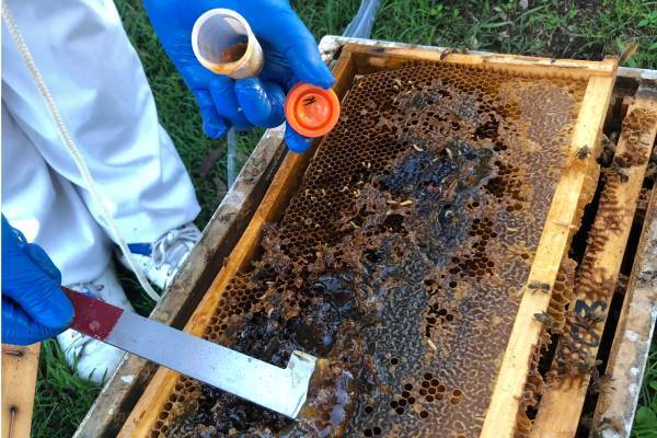Más que un dulce hogar: el rol de las colmenas en la supervivencia de las abejas 2 Sampling Honey Credit Kenya Fernandes