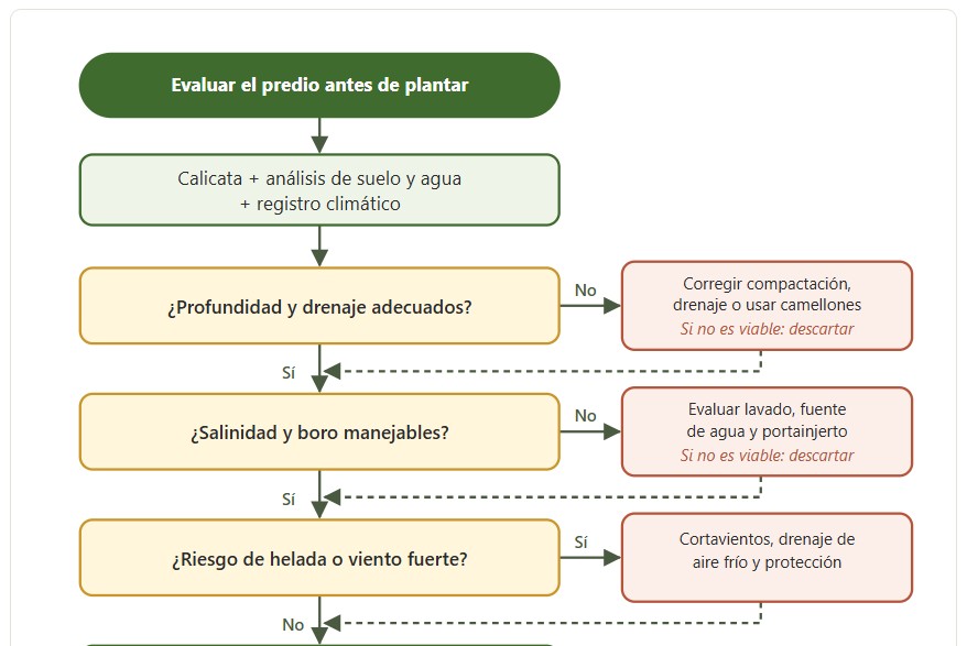 limón d e Pica