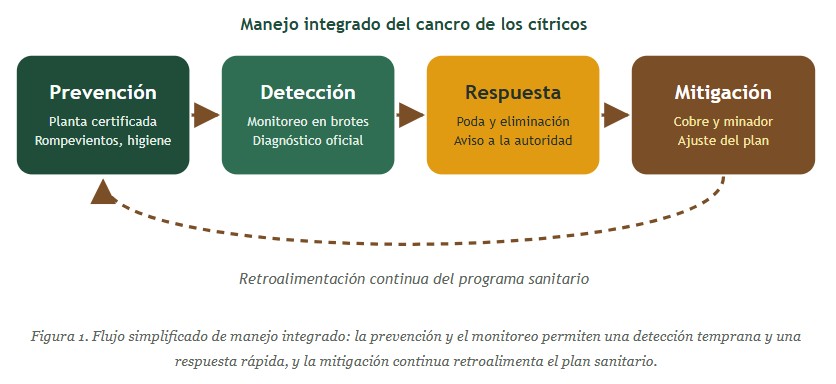 cancro de los cítricos