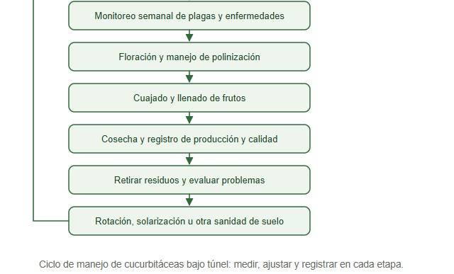 cucurbitáceas bajo túnel