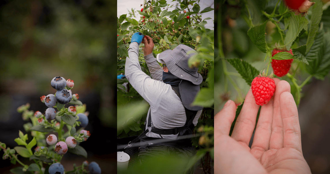Suelo, clima, variedad genética y cultivo: los factores que influyen en los berries