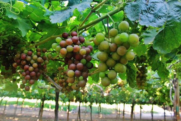 Perú: ADEX pide acelerar agenda bilateral con Ecuador para facilitar el comercio y las inversiones 3 Uva ADEX prensa plantacion 13