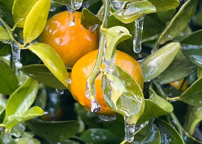Control de heladas y enfriamiento evaporativo con baja precipitación de agua: nuevo enfoque para temporadas extremas