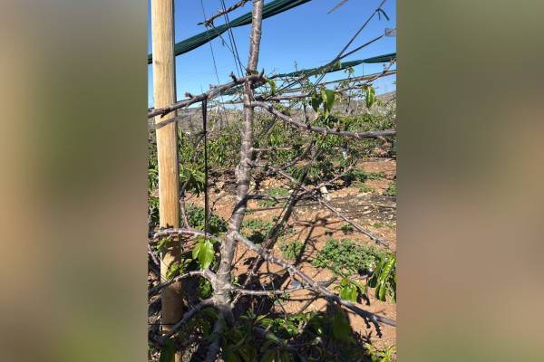 Producción de cerezas primores chilenas caería hasta en un 70% por efectos climáticos 2 Producción de cerezas primores chilenas caería hasta en un 70% por efectos climáticos