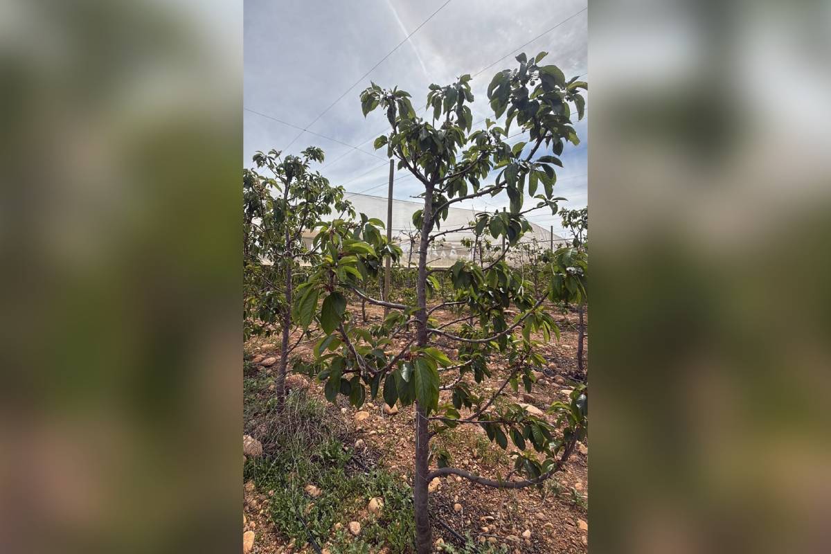 Producción de cerezas primores chilenas caería hasta en un 70% por efectos climáticos