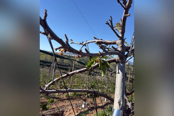 Producción de cerezas primores chilenas caería hasta en un 70% por efectos climáticos 1 Producción de cerezas primores chilenas caería hasta en un 70% por efectos climáticos