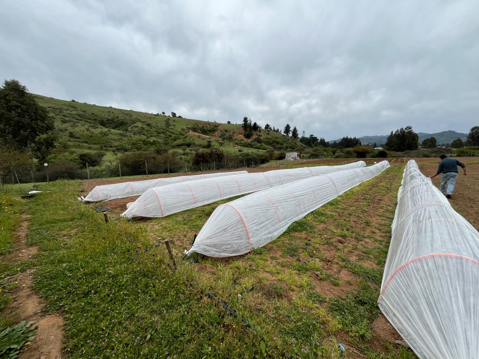 Investigación descubre cómo adelantar la cosecha de sandía en el secano costero de Chile 2 Cultivo de sandías bajo cubiertas.
