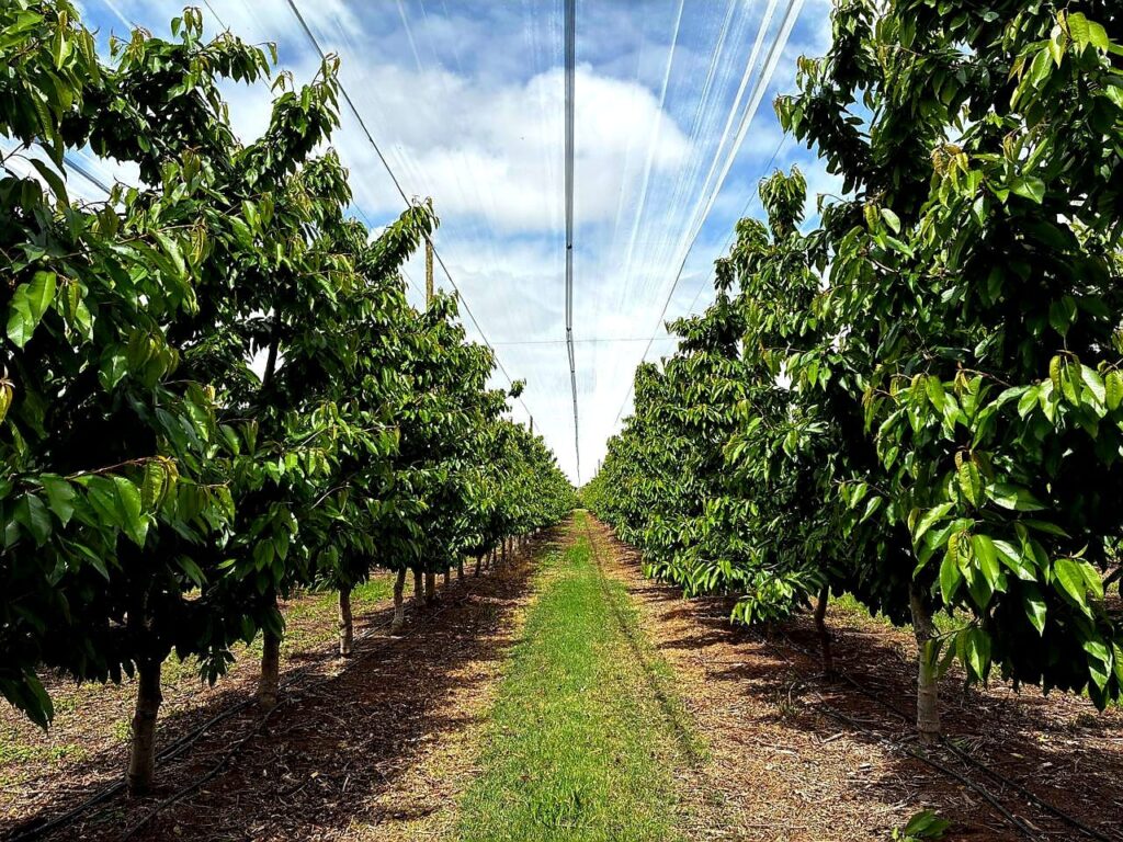 Cerezas argentinas: la temporada comenzará con 15 días de atraso y el clima mantiene en alerta al sector