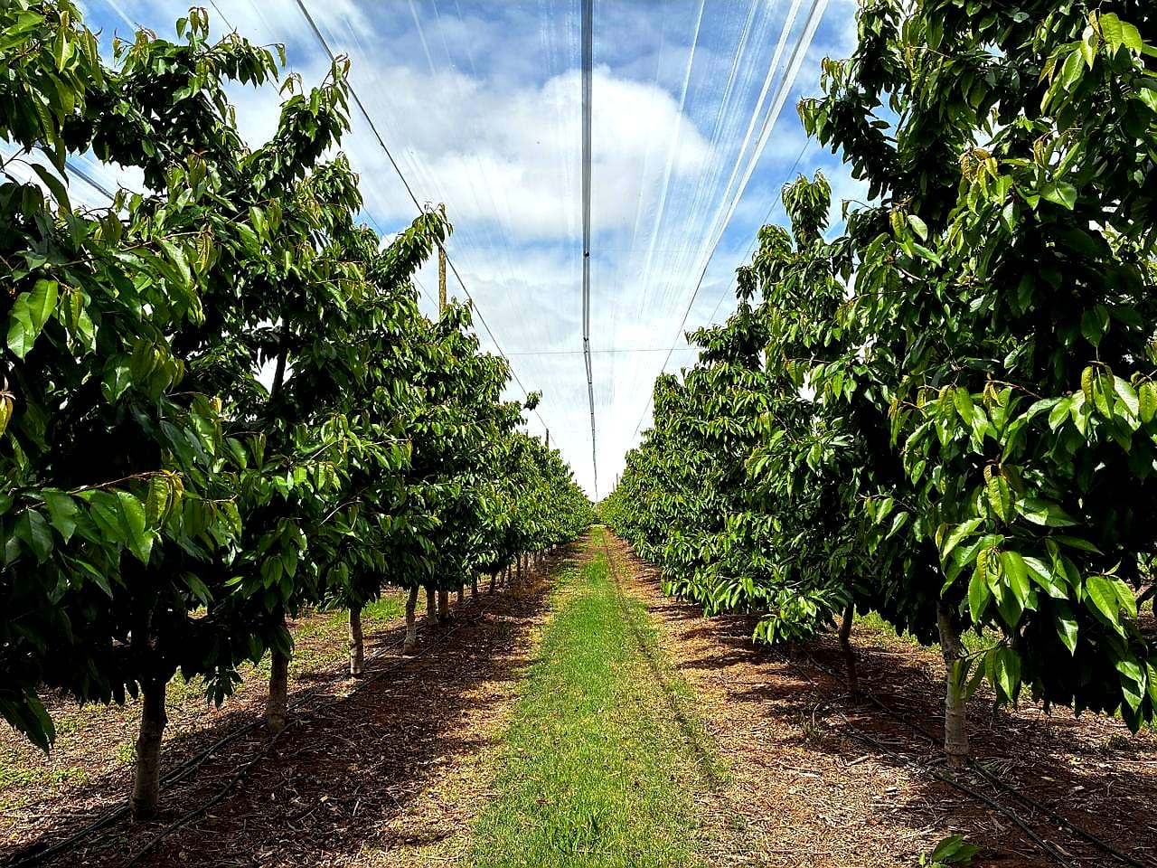 Cerezas argentinas: la temporada comenzará con 15 días de atraso y el clima mantiene en alerta al sector