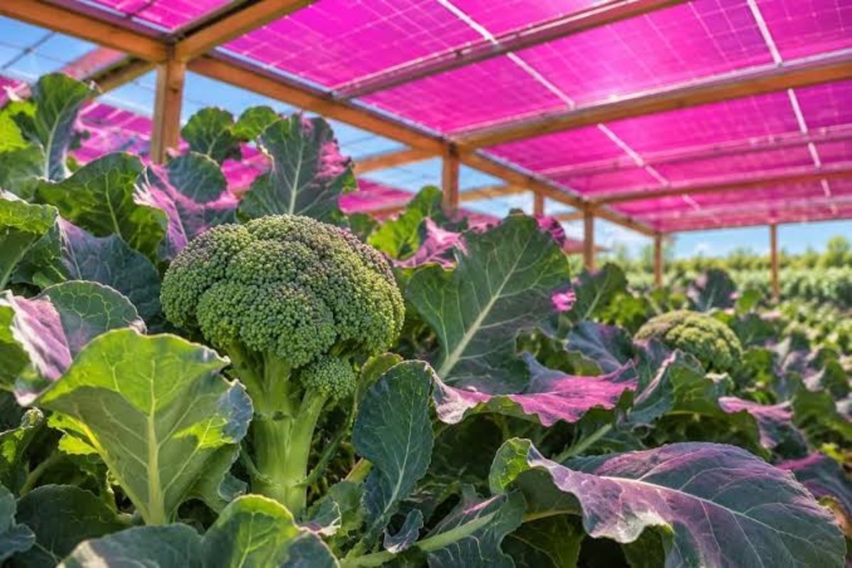 Cultivo de brócoli bajo paneles solares magenta