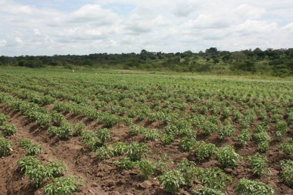 La segunda generación de exportadores de frutas y hortalizas de África está redibujando el mapa