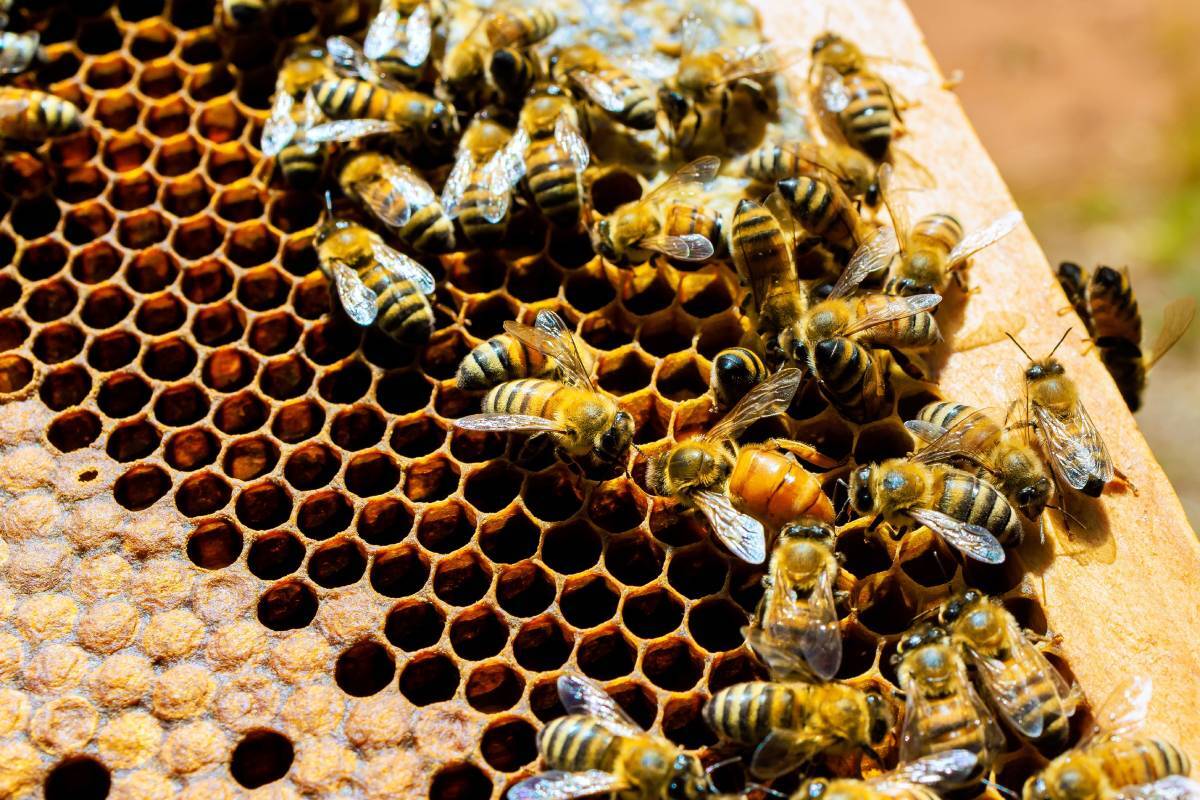 Más que un dulce hogar: el rol de las colmenas en la supervivencia de las abejas