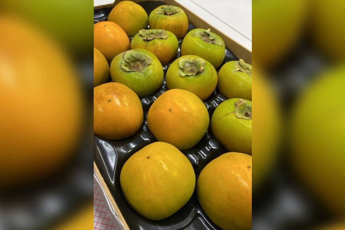 Brasil intercepta plaga cuarentenaria en carga de caquis frescos procedentes de España