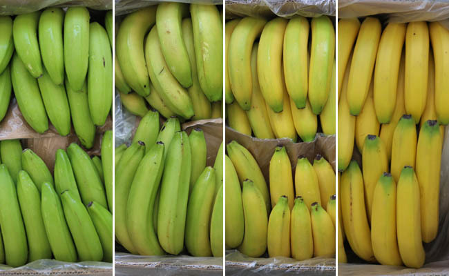 Catalytic Generators prevé oportunidades debido a interrupción del suministro de etileno por la guerra en Irán 1 Catalytic