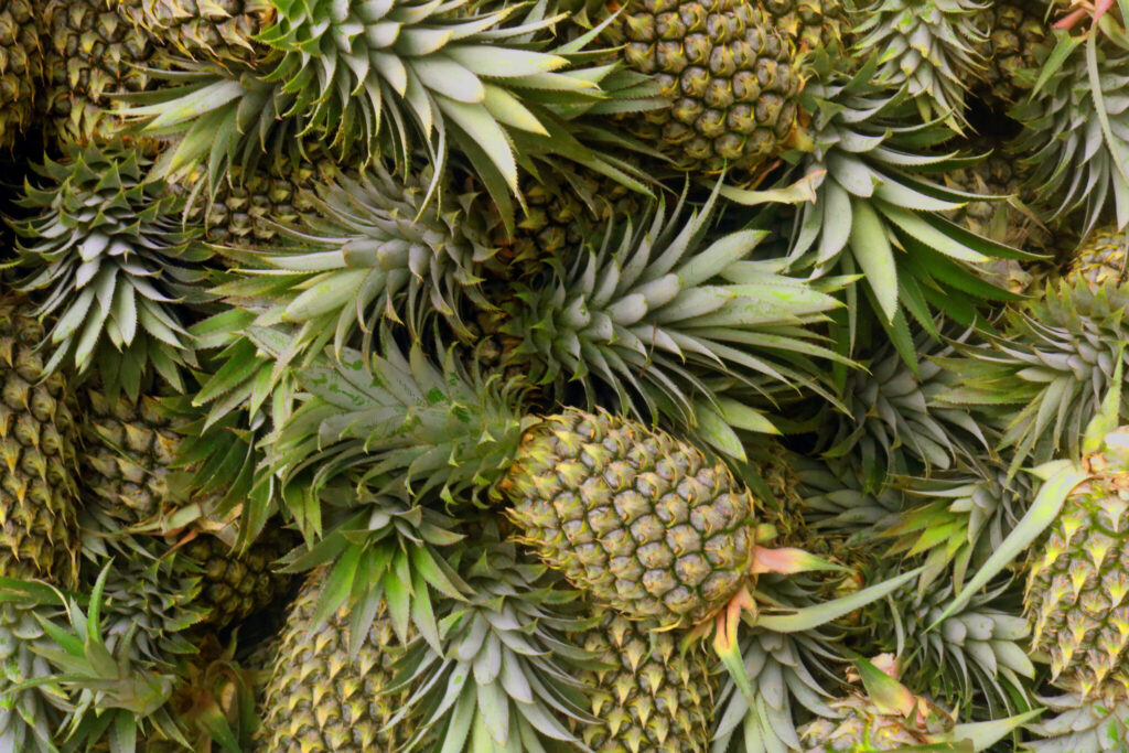 Innovadora cera fluida agiliza el embalaje y vida post cosecha de la piña