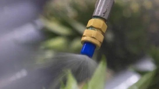 Innovadora cera fluida agiliza el embalaje y vida post cosecha de la piña 1 La cera fluida de JBT Marel