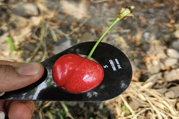 China: JD Fresh inicia preventa de cerezas chilenas de la variedad AG2 1 cerezas china 1 1