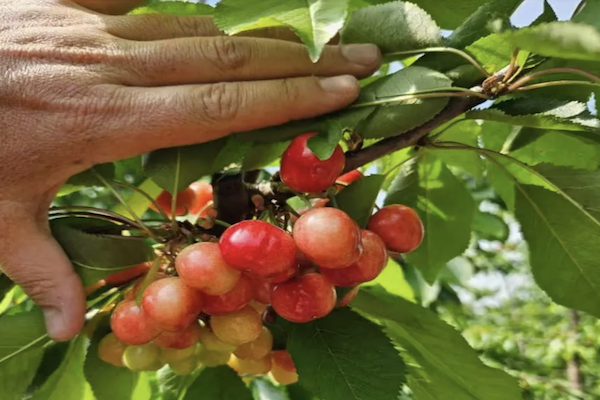 China: JD Fresh inicia preventa de cerezas chilenas de la variedad AG2 2 Cerezas chilenas
