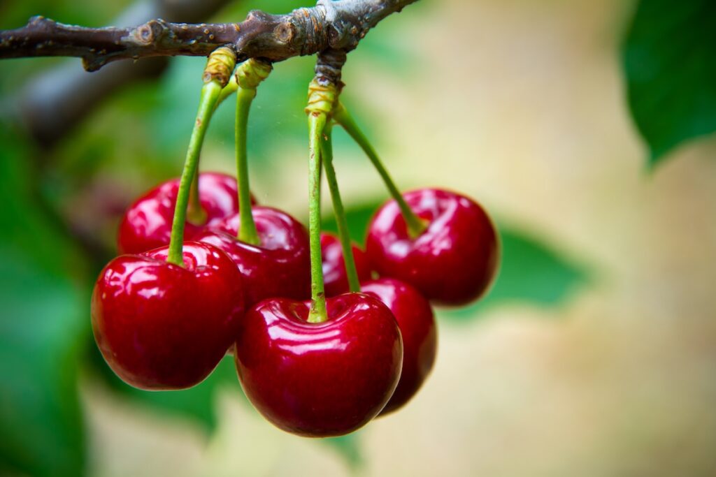 Llegada del primer envío marca el inicio de la temporada de cerezas chilenas en China