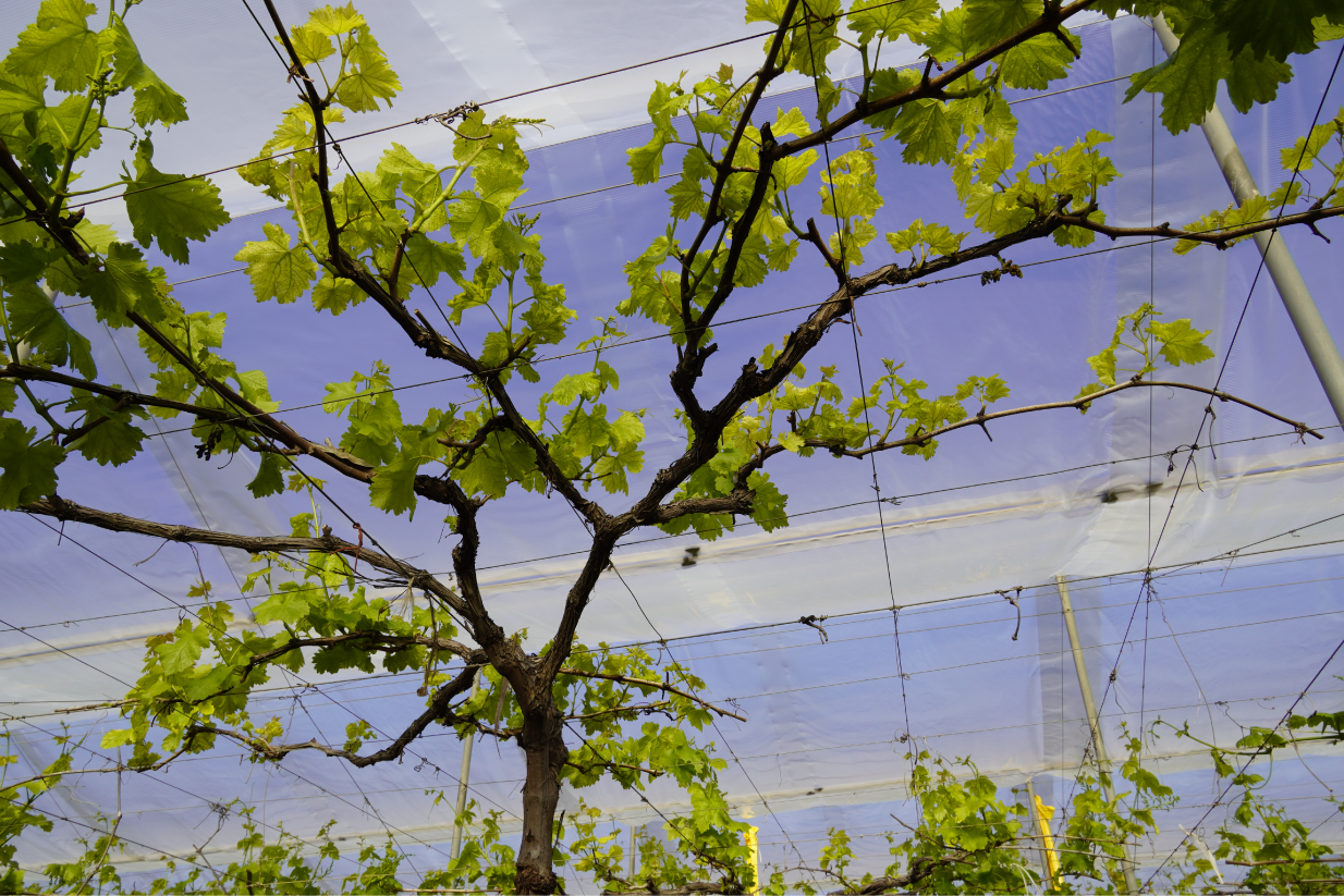Solgrapes Multicampaña: Solplast refuerza en el Congreso Mundial de Uva de Mesa su apuesta por la protección, innovación y eficiencia del cultivo 2 cubierta cultivo de uva