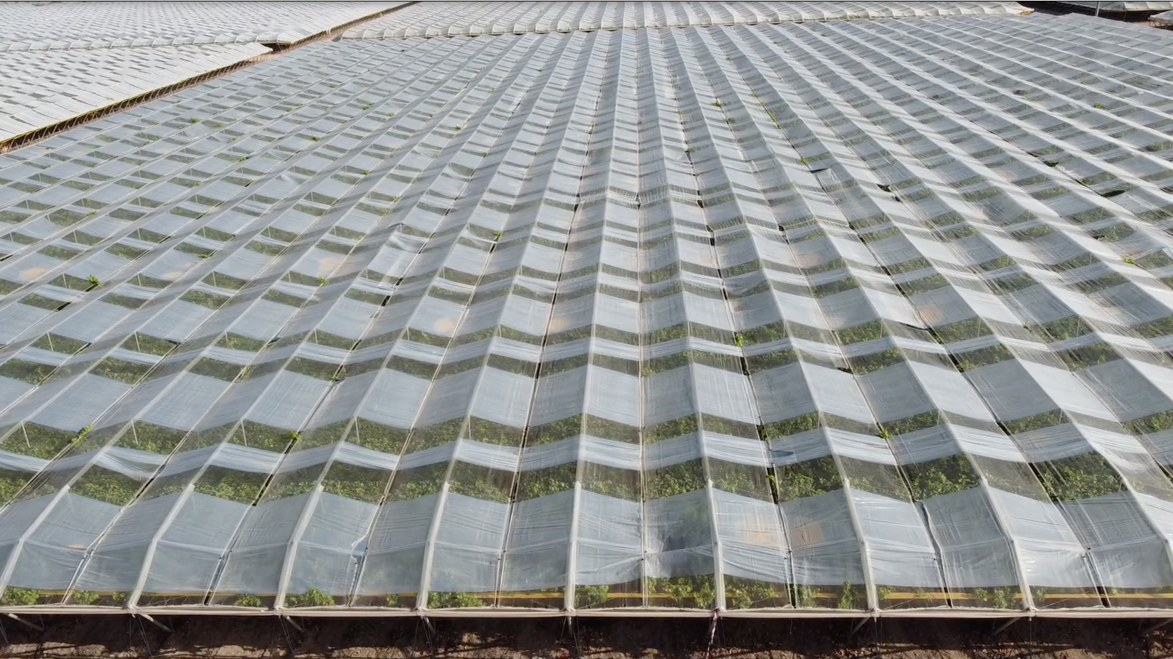 Solgrapes Multicampaña: Solplast refuerza en el Congreso Mundial de Uva de Mesa su apuesta por la protección, innovación y eficiencia del cultivo 3 cubierta cultivo uva de mesa secondsky