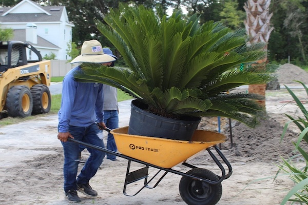 Dolor de espalda en trabajadores de viveros y paisajismo: estudio presenta estrategias para reducirlo 1 dolor espalda universidad florida
