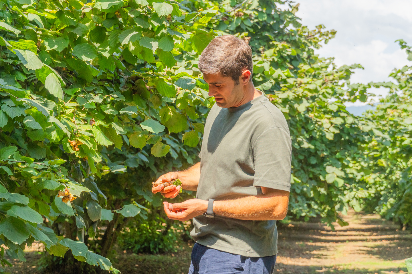 Reducir la pérdida de alimentos en el cultivo de avellanas 2 Cuando se cosecha un cultivo para luego desecharlo antes de que nadie llegue a consumirlo, la pérdida resulta dolorosa